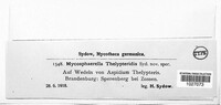 Mycosphaerella thelypteridis image